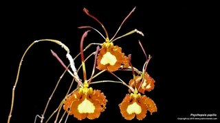 Psychopsis papilio