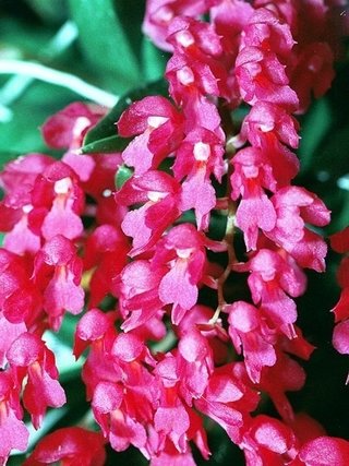 Rodriguezia lanceolata (Secunda) (na madeira ) na internet