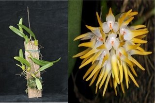 Bulbophyllum odoratíssimum (na Madeira )