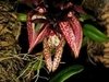 Bulbophyllum lasiochillum ( na Madeira ) na internet