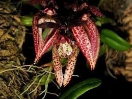 Bulbophyllum lasiochillum ( na Madeira ) na internet