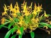 Bulbophyllum lobbii na internet