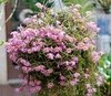 Dendrobium lodigesii ( na Madeira ) na internet