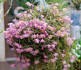 Dendrobium lodigesii ( na Madeira ) na internet