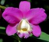 Cattleya harrisoniana na internet