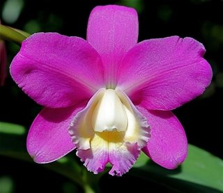 Cattleya harrisoniana na internet