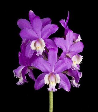 Cattleya harrisoniana - comprar online