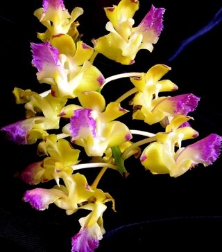 Aerides houlettiana - comprar online