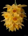 dendrobium sulcatum - comprar online