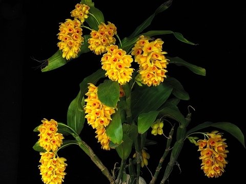 dendrobium sulcatum