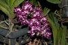 rhynchostylis Gigantea carttoon - comprar online