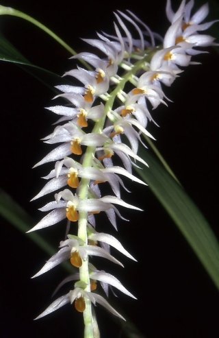 Dendrochilum glumaceum - comprar online