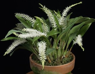 Dendrochilum glumaceum na internet