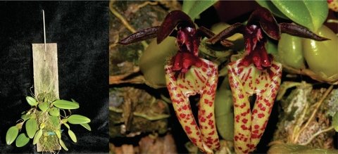 Bulbophyllum lasiochillum ( na Madeira )
