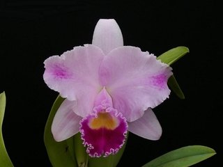 Cattleya trianae (tipo pincelada x alba)