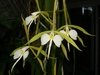Epidendrum parkinsonianum - comprar online
