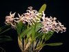 Laelia crispa tipo - comprar online