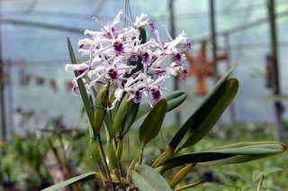 Laelia crispa tipo na internet