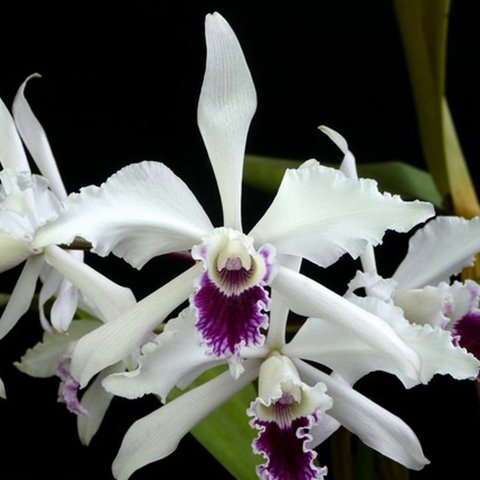 Laelia crispa tipo