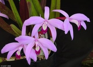 Laelia perrini tipo