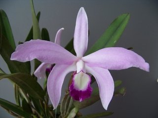 Laelia perrini tipo - comprar online