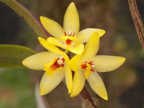 Octomeria grandflora- Planta touceira