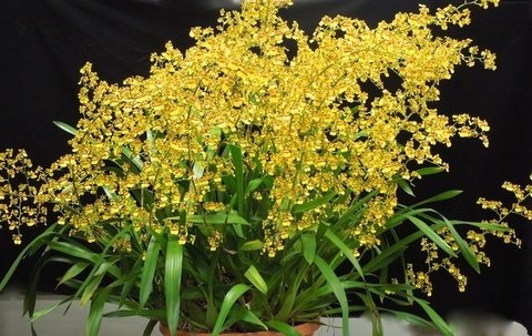 Oncidium sphacelatum