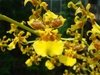 Oncidium sphacelatum - comprar online