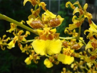 Oncidium sphacelatum - comprar online