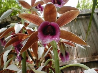 Phaius tankerville (Orquídea Chapéu de freira)
