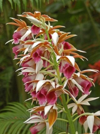 Phaius tankerville (Orquídea Chapéu de freira) - comprar online