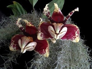 Stanhopea tigrina