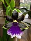 Zygopetalum (Maculatum x Blue Point )