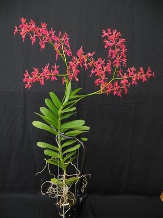 Renanthera coccinea