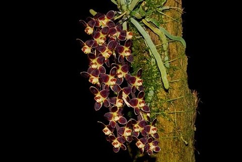 Chiloschista lunifera "Orquídea Fantasma"