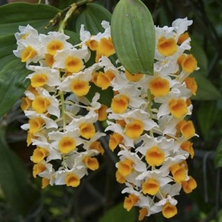 Dendrobium thyrsiflorumi - comprar online