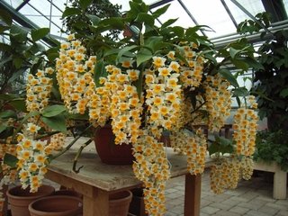 Dendrobium thyrsiflorumi