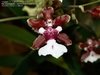 Oncidium Sharry Baby 'Sweet Fragrance' - Orquídea Chocolate - comprar online