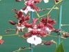 Oncidium Sharry Baby 'Sweet Fragrance' - Orquídea Chocolate na internet