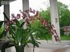 Oncidium Sharry Baby 'Sweet Fragrance' - Orquídea Chocolate