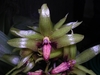 Bulbophyllum foetidum