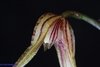 Pleurothallis alligatorifera - loja online