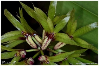 Bulbophyllum foetidum - comprar online