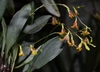 Pleurothallis fusca " Pabstiella hypnicola" - comprar online