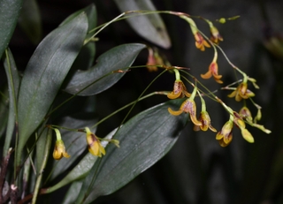 Pleurothallis fusca " Pabstiella hypnicola" - comprar online