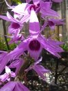 Dendrobium superbum (anosmum) - comprar online