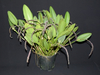 Acianthera saurocephala "Pleurothallis saurocephala" Adulta - comprar online