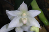 Bulbophyllum santosii - comprar online
