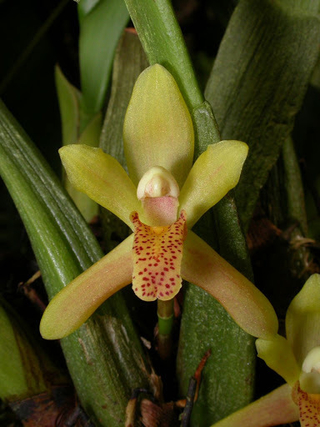 Maxillaria rufescens - comprar online