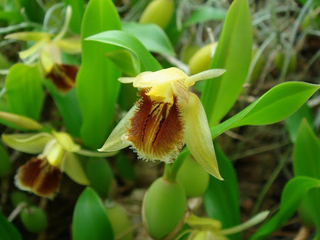 Coelogyne fimbriata - comprar online